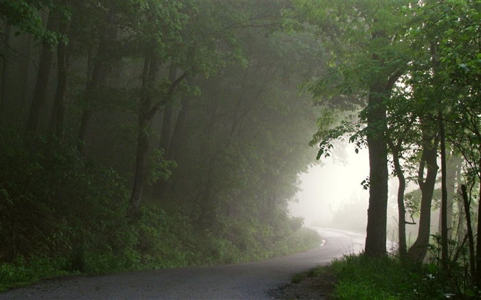 Forest, road, trees, fog, morning Wallpapers Pictures Photos Images