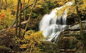Forest, trees, autumn, rocks, waterfall HD wallpaper