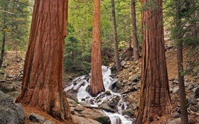 Forest, trees, creek, rocks HD wallpaper