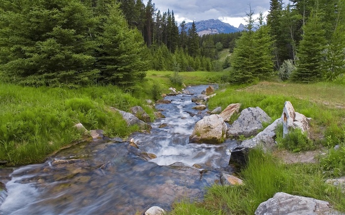 Forest, trees, grass, mountains, creek Wallpapers Pictures Photos Images