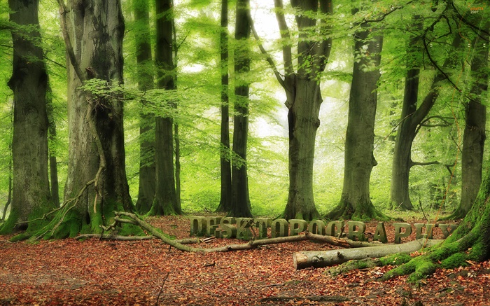 Forest, trees, green, Desktopography design Wallpapers Pictures Photos Images