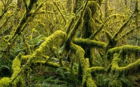 Forest, trees, moss HD wallpaper