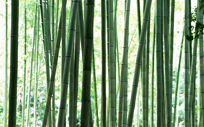 Fresh green bamboo forest Wallpapers Pictures Photos Images