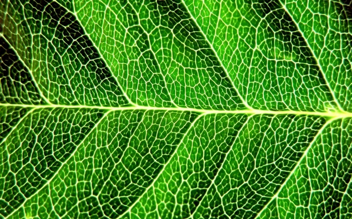 Fresh green leaf, macro photography, lines Wallpapers Pictures Photos Images