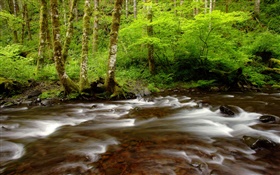 Gales Creek, Tillamook State Forest, Oregon, USA HD wallpaper