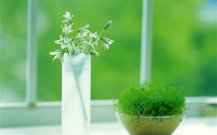 Glass cup, plants, green, window, spring Wallpapers Pictures Photos Images