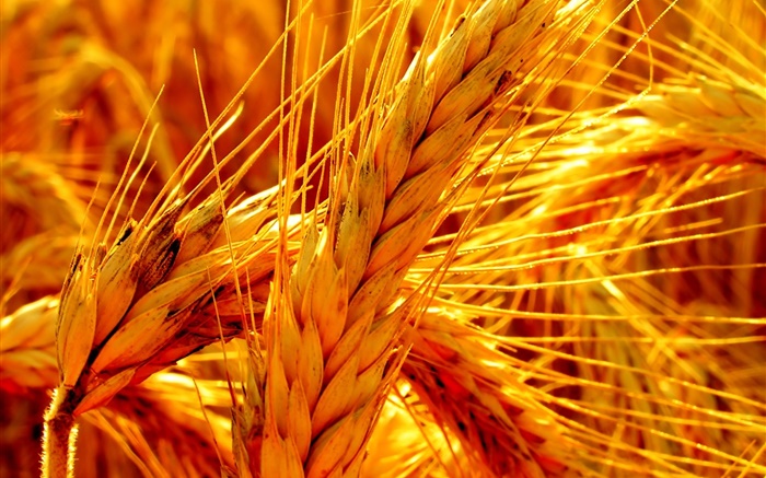 Gold wheat close-up Wallpapers Pictures Photos Images