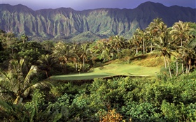 Golf lawn, palm trees, mountains, Hawaii, USA