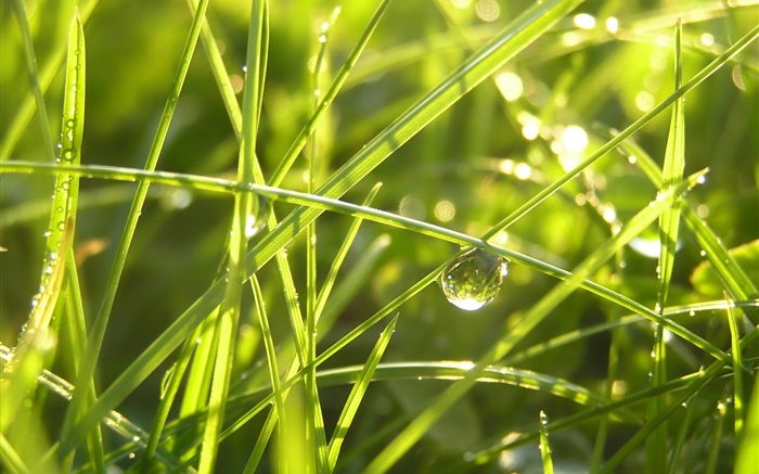 Grass after the rain, water drops, sunshine Wallpapers Pictures Photos Images
