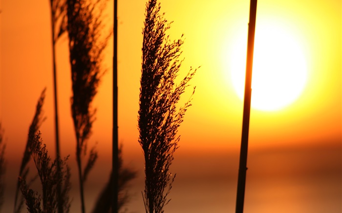 Grass at sunset, red sky Wallpapers Pictures Photos Images