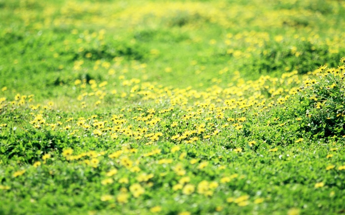 Grass, lawn, yellow wildflowers Wallpapers Pictures Photos Images