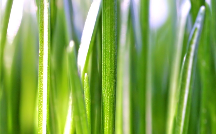 Grass leaves macro photography, bokeh Wallpapers Pictures Photos Images
