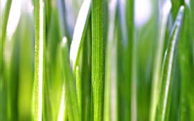 Grass leaves macro photography, bokeh HD wallpaper