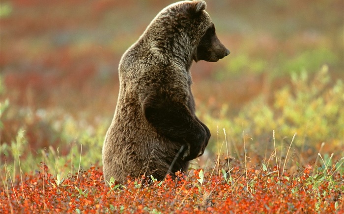 Gray bear standing Wallpapers Pictures Photos Images