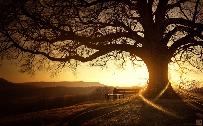 Great tree, bench, sunset, light rays, creative pictures Wallpapers Pictures Photos Images
