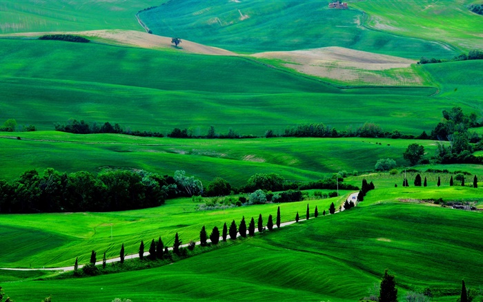 Green field, Tuscany, Italy, trees, road Wallpapers Pictures Photos Images
