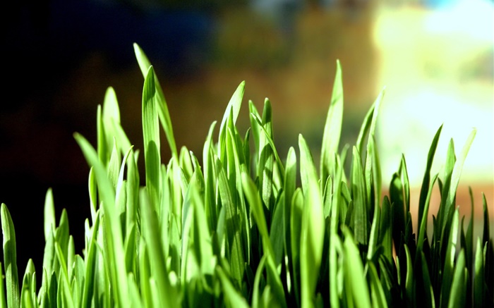 Green grass close-up, bokeh Wallpapers Pictures Photos Images