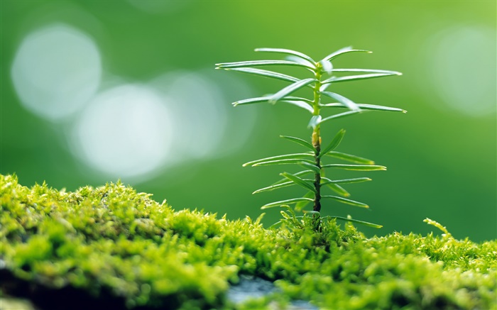 Green grass, spring, little plant close-up Wallpapers Pictures Photos Images