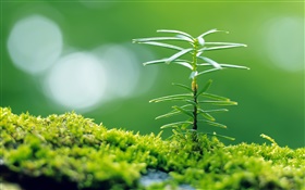 Green grass, spring, little plant close-up HD wallpaper