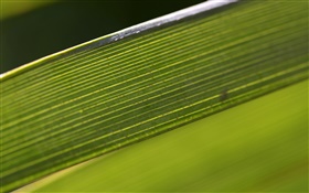 Green leaf macro photography HD wallpaper
