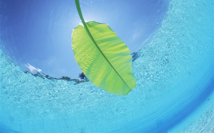 Green leaf, underwater, sea, Maldives Wallpapers Pictures Photos Images
