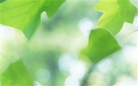 Green leaves, bokeh, summer HD wallpaper