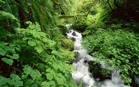 Green leaves, bush, creek, stream HD wallpaper