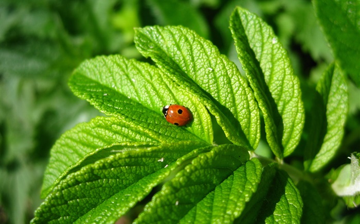 Green leaves, ladybug, insect Wallpapers Pictures Photos Images