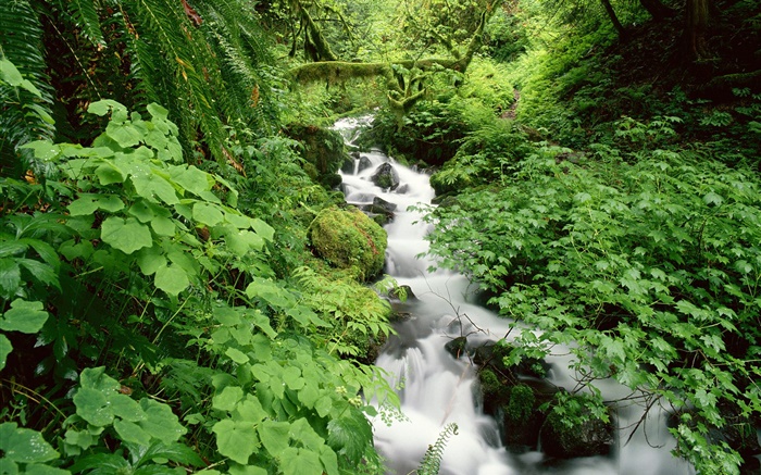 Green nature, stream, grass, leaves, moss, plants Wallpapers Pictures Photos Images