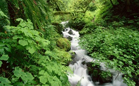 Green nature, stream, grass, leaves, moss, plants