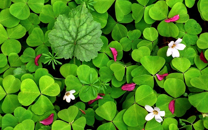 Green oxalis and small white flowers Wallpapers Pictures Photos Images