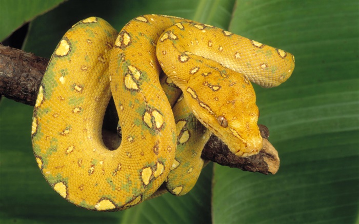 Green tree python Wallpapers Pictures Photos Images