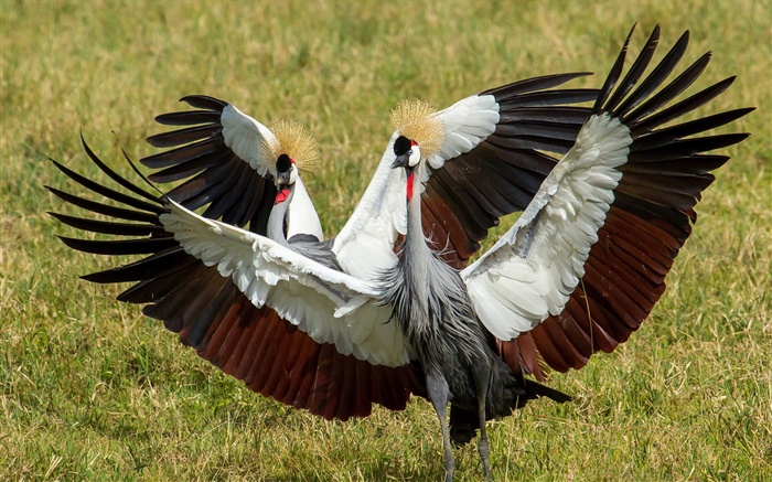 Grey Crowned Cranes, two birds, wings Wallpapers Pictures Photos Images