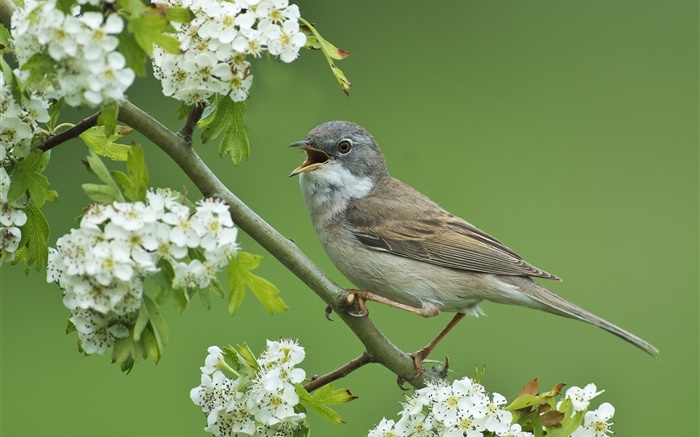 Grey warbler, bird close-up, hawthorn tree, white flowers Wallpapers Pictures Photos Images