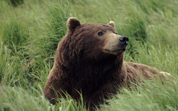 Grizzlies looked up, the grass Wallpapers Pictures Photos Images