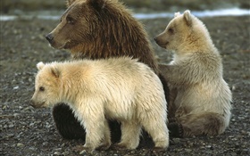 Grizzly and cub HD wallpaper