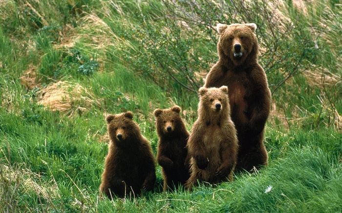 Grizzly bear family, grass Wallpapers Pictures Photos Images
