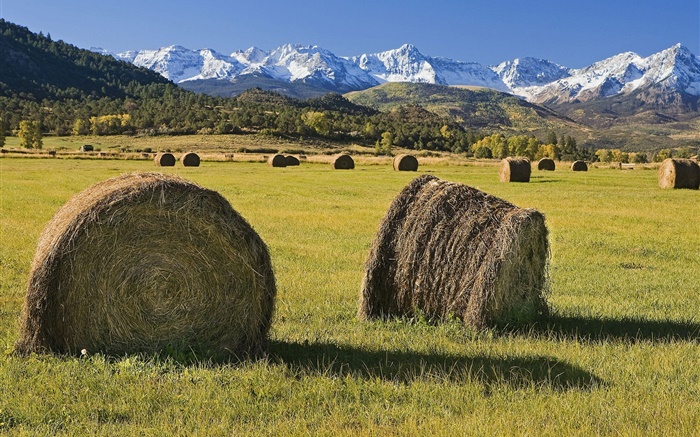 Haystacks, fields, mountains, sunshine Wallpapers Pictures Photos Images