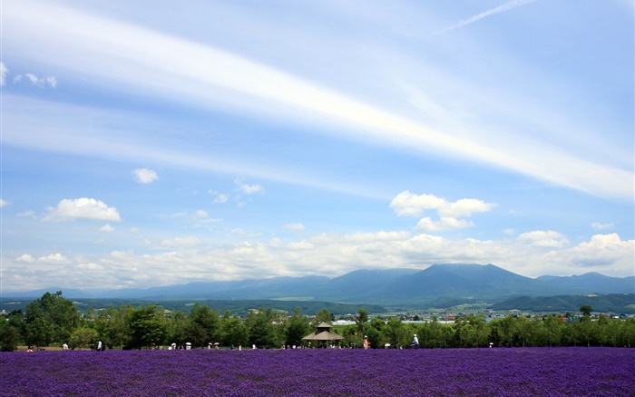 Hokkaido, Japan, Park view, flowers, mountains, clouds Wallpapers Pictures Photos Images