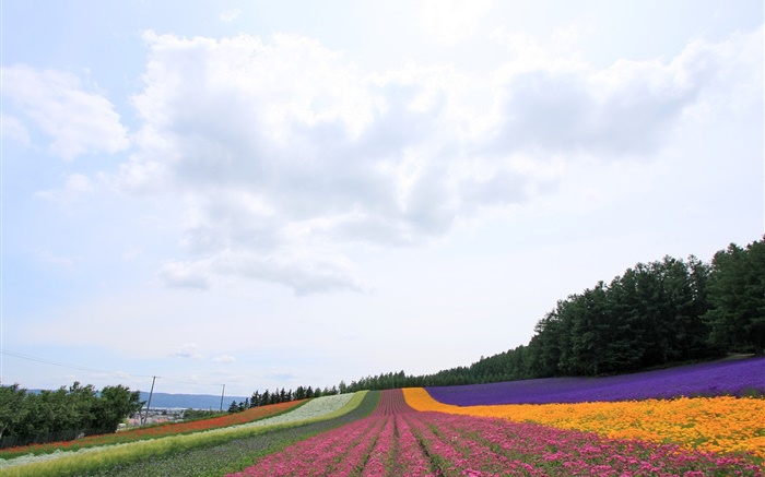 Hokkaido, Japan, beautiful flowers field, colorful Wallpapers Pictures Photos Images
