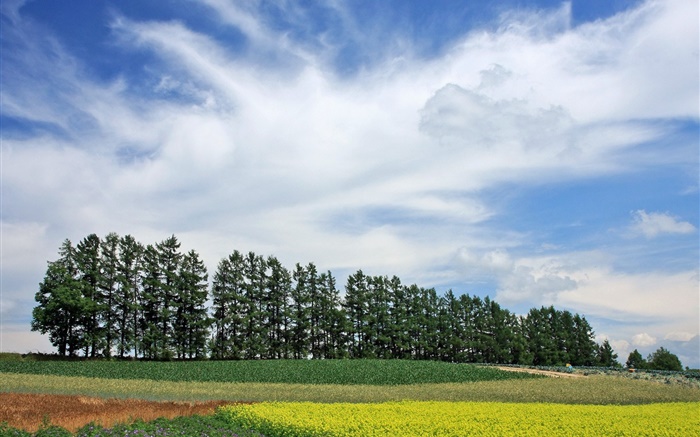 Hokkaido, Japan, nature scenery, summer, trees, fields, clouds Wallpapers Pictures Photos Images