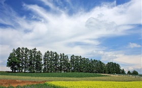 Hokkaido, Japan, nature scenery, summer, trees, fields, clouds HD wallpaper