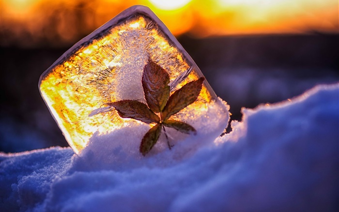 Ice, leaf, snow, sunlight Wallpapers Pictures Photos Images