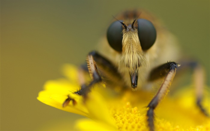 Insect and yellow flower macro photography Wallpapers Pictures Photos Images