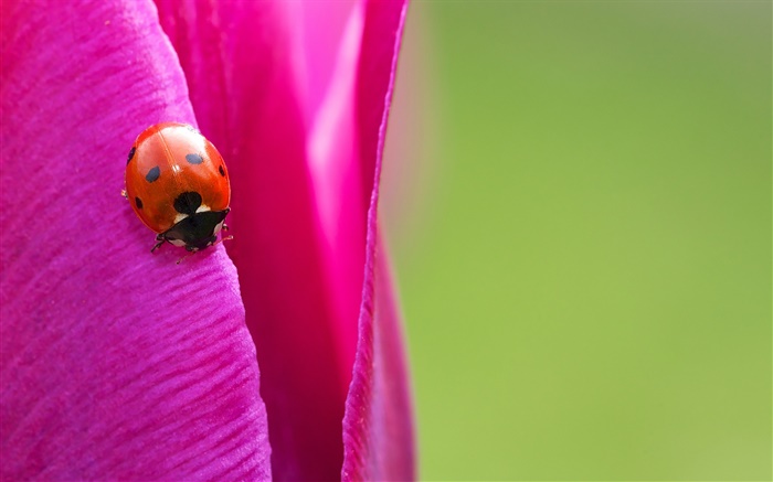 Insect, ladybug, purple tulip petal Wallpapers Pictures Photos Images