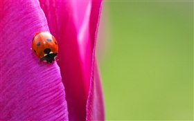 Insect, ladybug, purple tulip petal HD wallpaper