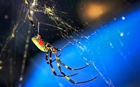 Insect macro, spider and webs HD wallpaper