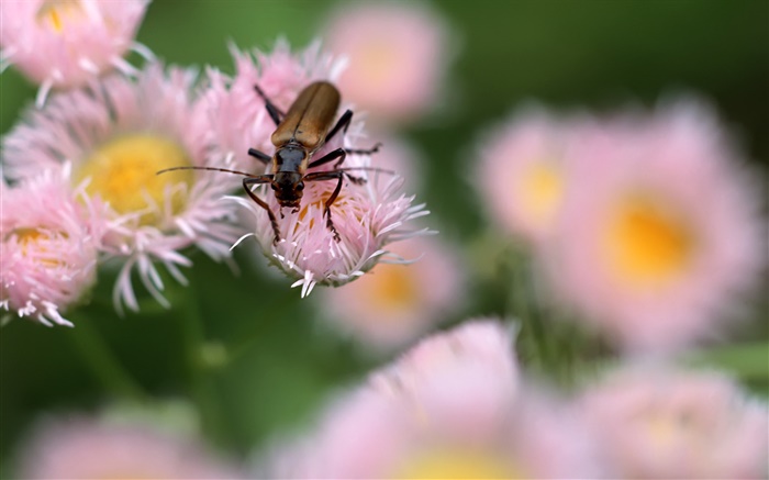 Insect, pink flowers, bokeh Wallpapers Pictures Photos Images