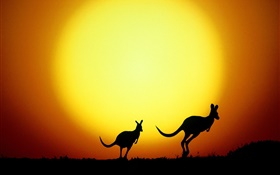 Kangaroo at sunset, Australia HD wallpaper