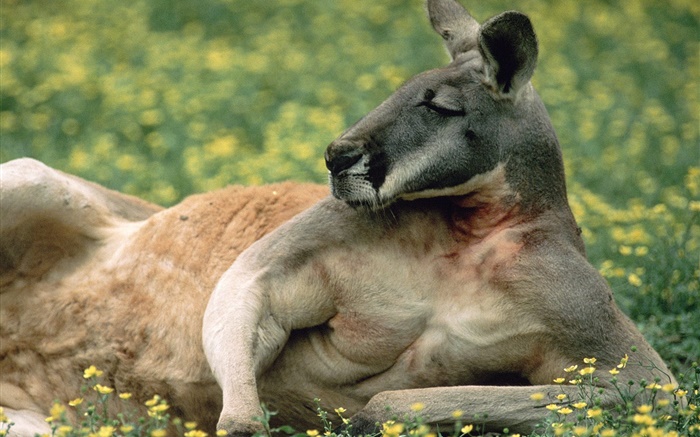 Kangaroo rest, lawn, Australia Wallpapers Pictures Photos Images
